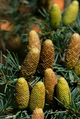 Cedrus atlantica - cedr atlaský - šišky